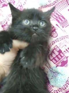 kitten available for adoption