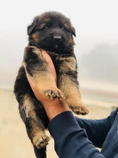 German shepherd long coat puppies available