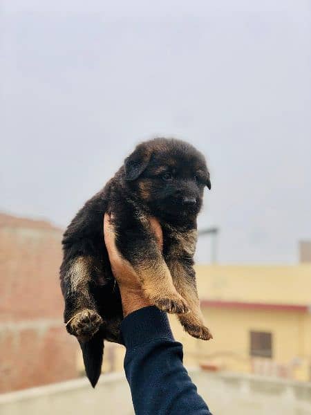 German shepherd long coat puppies available 1