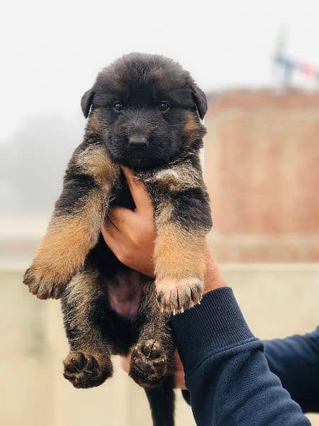 German shepherd long coat puppies available 3