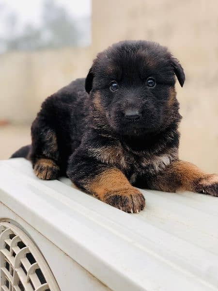 German shepherd long coat puppies available 4