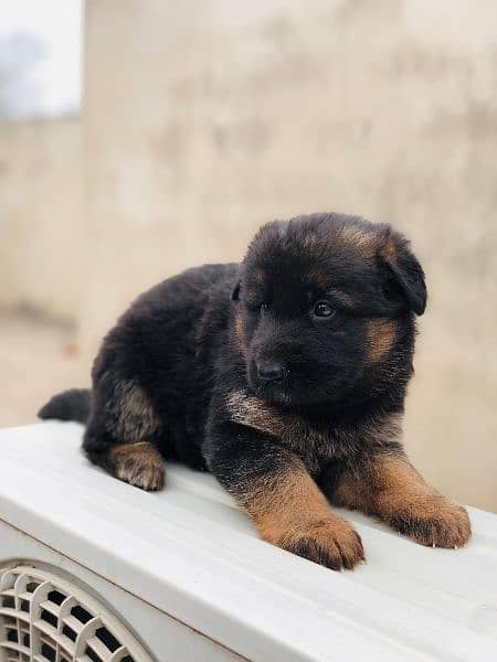 German shepherd long coat puppies available 5