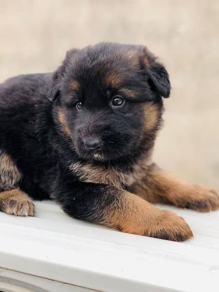 German shepherd long coat puppies available 6