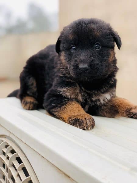 German shepherd long coat puppies available 7