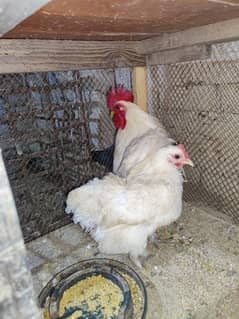 Bantam pair for sale