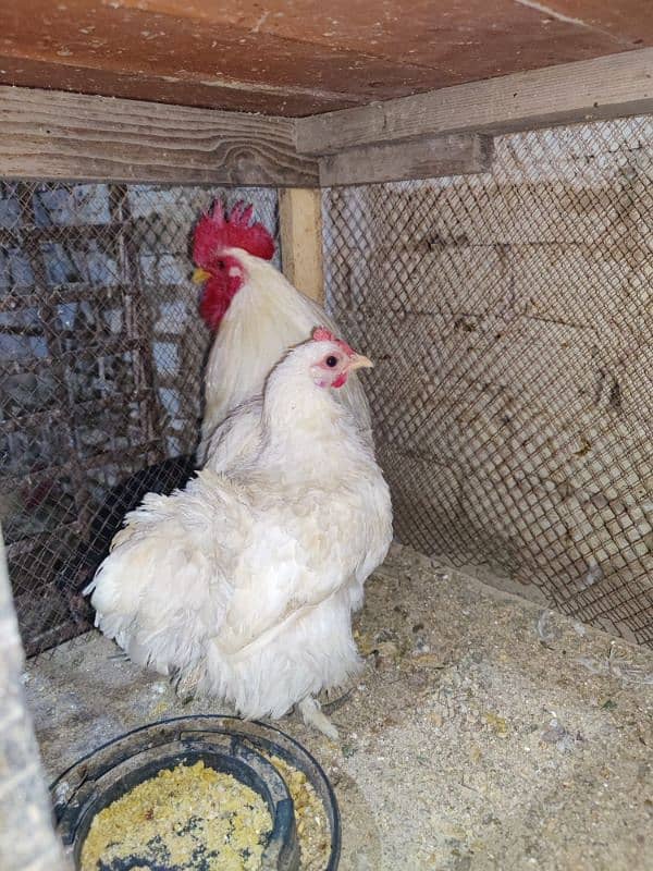 Bantam pair for sale 1