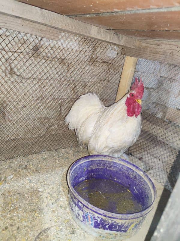 Bantam pair for sale 2