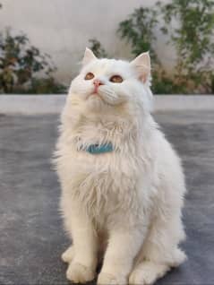 Persian long coated Cat