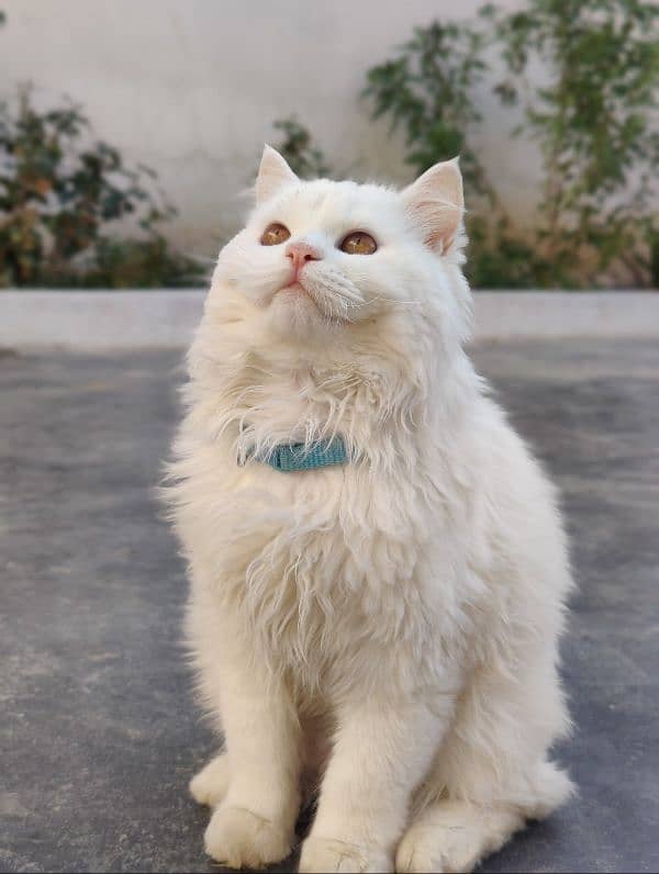 Persian long coated Cat 0