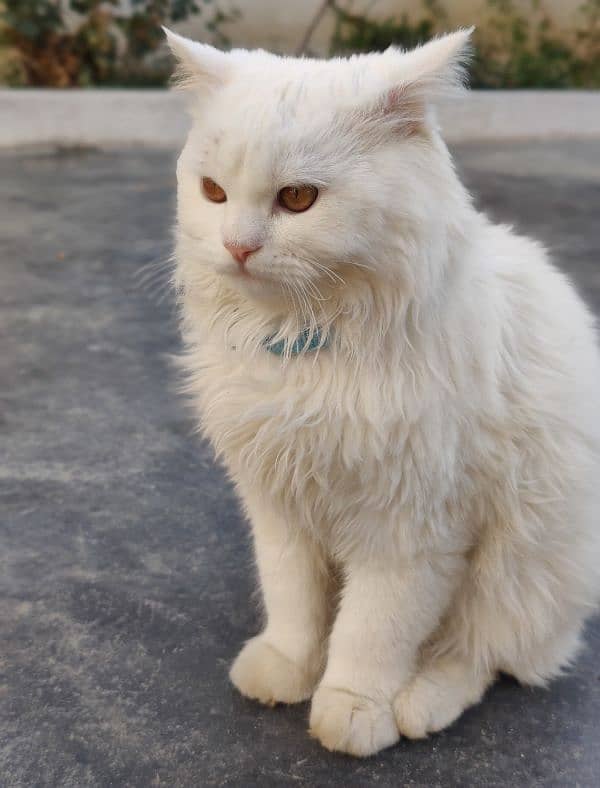 Persian long coated Cat 1