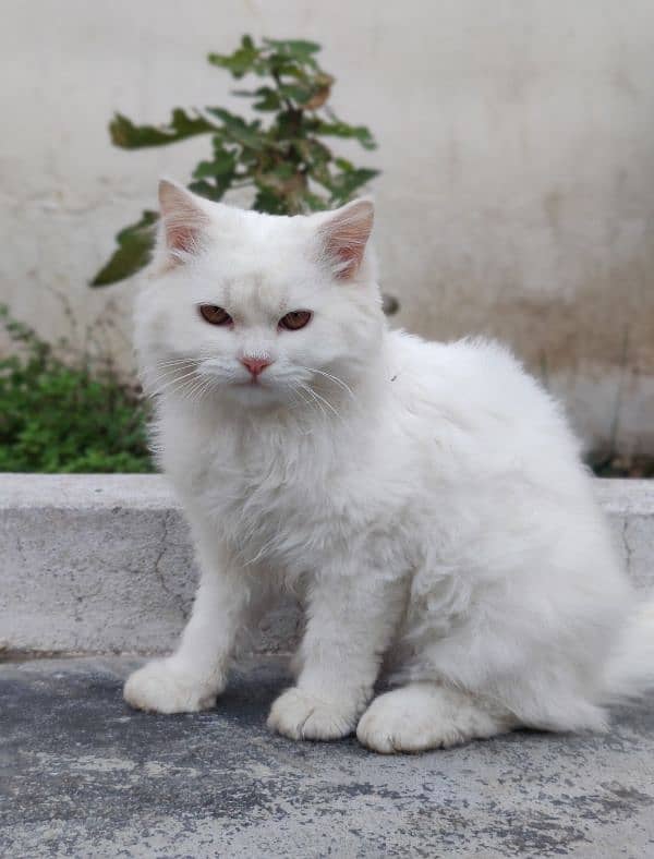 Persian long coated Cat 2