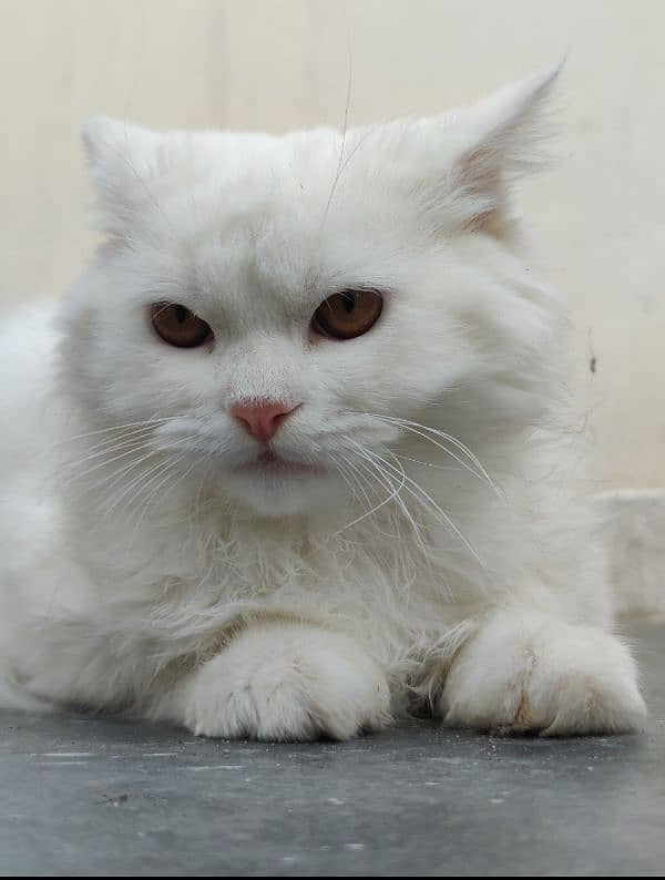 Persian long coated Cat 3