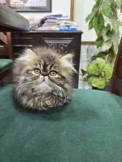 Pure Peke Extreme Punch face Persian Tripple Coat Kittens, Peke Face