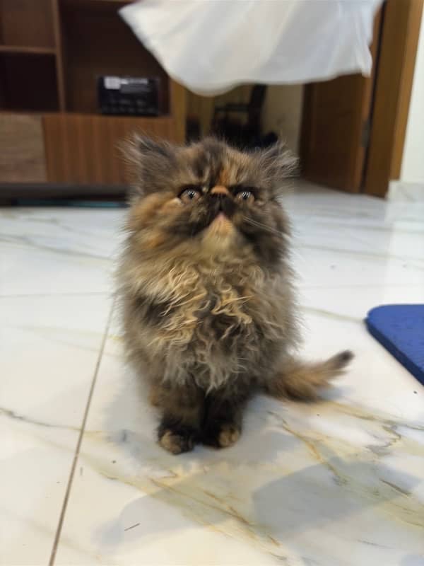 Persian Kitten | Persian Cat |  Peke Face | Kittens | Cats for sale 2