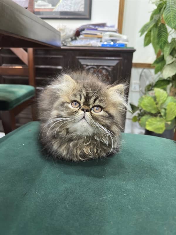 Persian Kitten | Persian Cat |  Peke Face | Kittens | Cats for sale 3