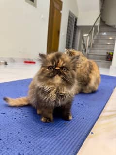 Persian Kitten | Persian Cat |  Peke Face | Kittens | Cats for sale