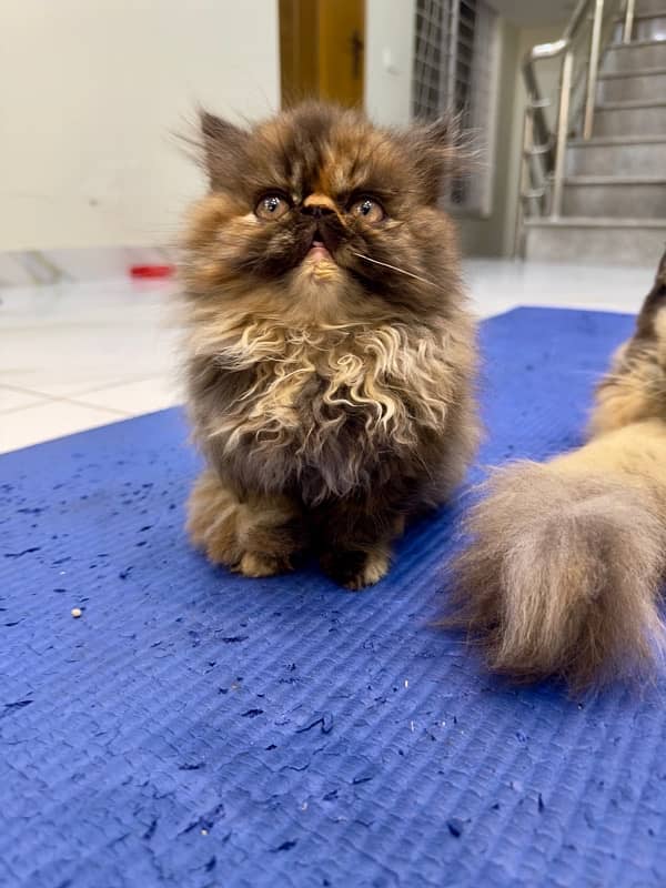 Persian Kitten | Persian Cat |  Peke Face | Kittens | Cats for sale 6