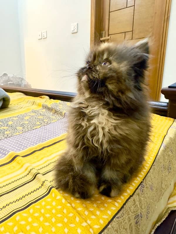 Persian Kitten | Persian Cat |  Peke Face | Kittens | Cats for sale 8