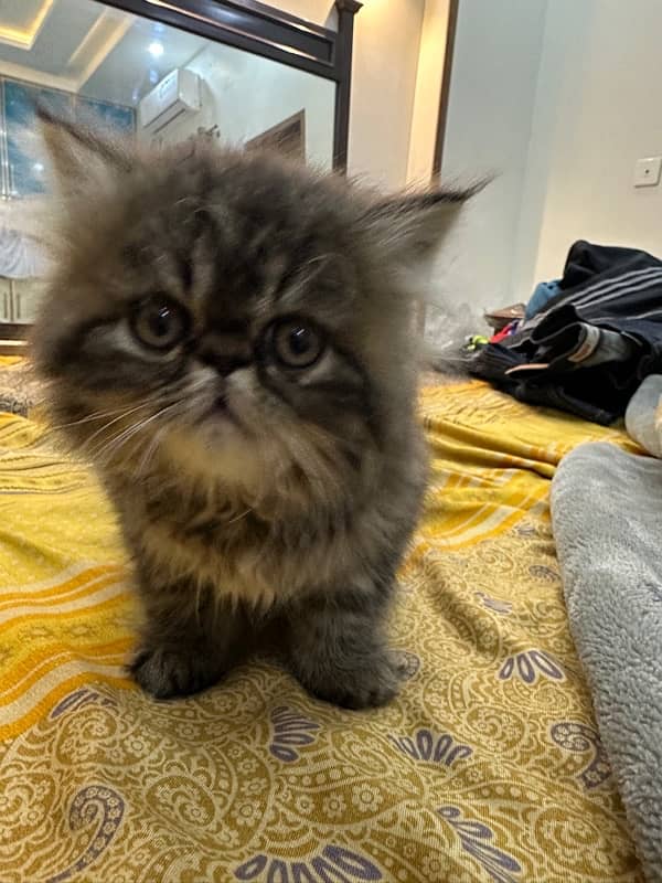 Persian Kitten | Persian Cat |  Peke Face | Kittens | Cats for sale 9