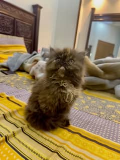 Persian Kitten | Persian Cat |  Peke Face | Kittens | Cats for sale