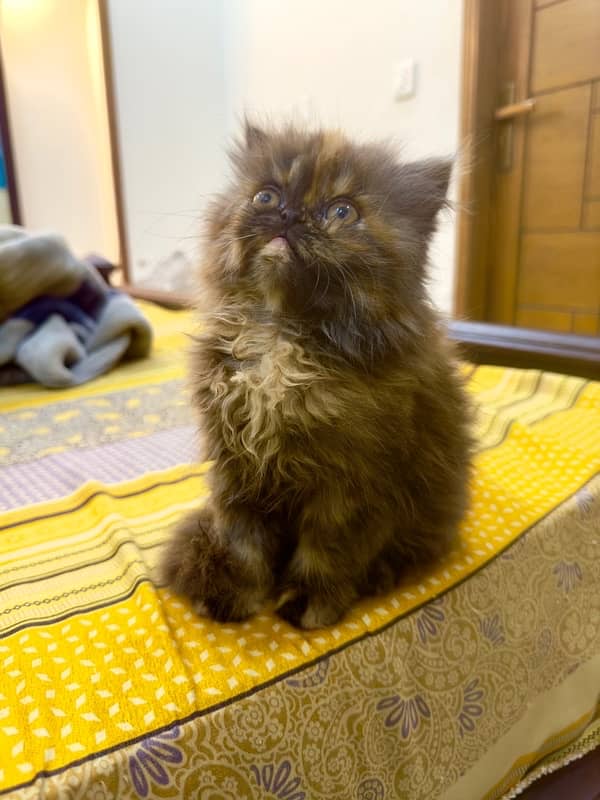 Persian Kitten | Persian Cat |  Peke Face | Kittens | Cats for sale 12