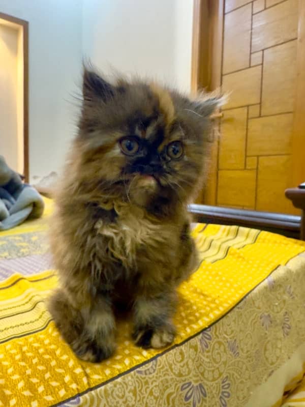 Persian Kitten | Persian Cat |  Peke Face | Kittens | Cats for sale 15