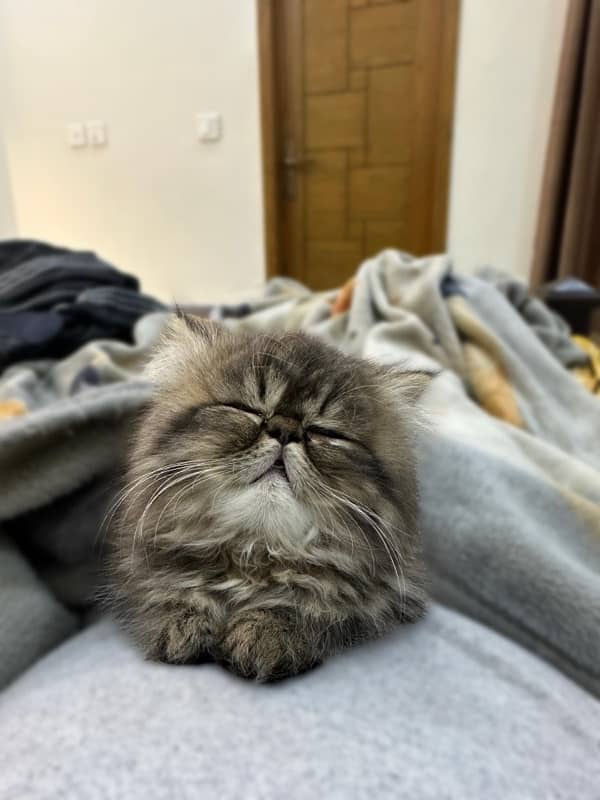 Persian Kitten | Persian Cat |  Peke Face | Kittens | Cats for sale 5