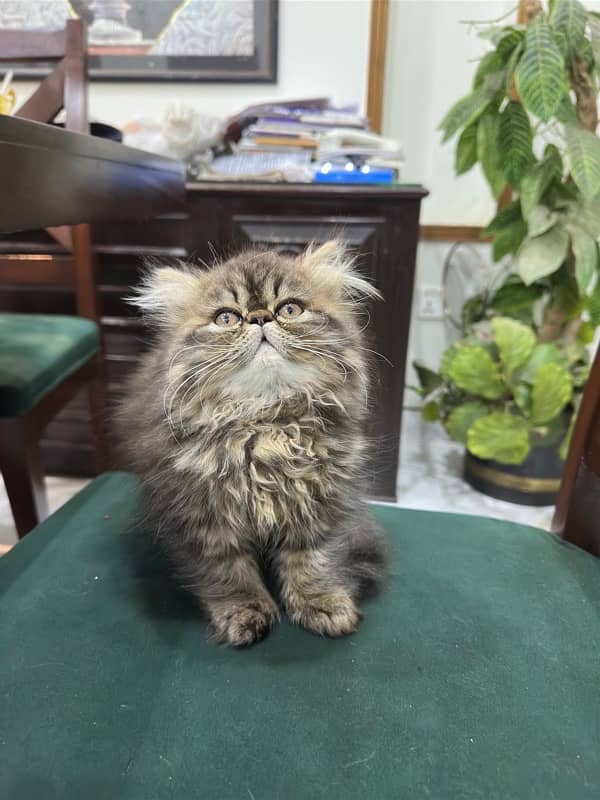 Persian Kitten | Persian Cat |  Peke Face | Kittens | Cats for sale 7