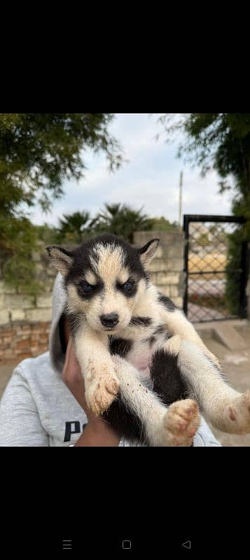 Siberian husky 0