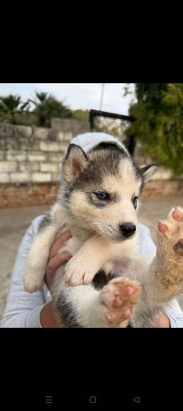 Siberian husky 1