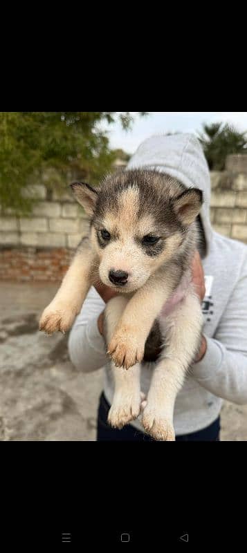 Siberian husky 2