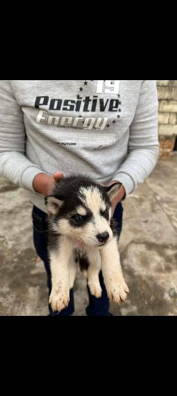 Siberian husky 3