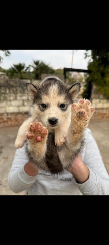 Siberian husky 5