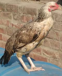 one zero size female hen , breed mianwali hoza