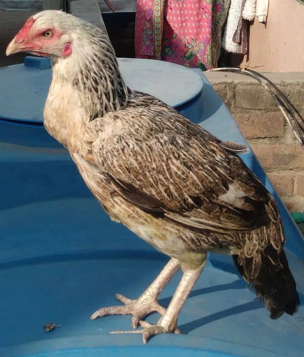 one zero size female hen , breed mianwali hoza 1