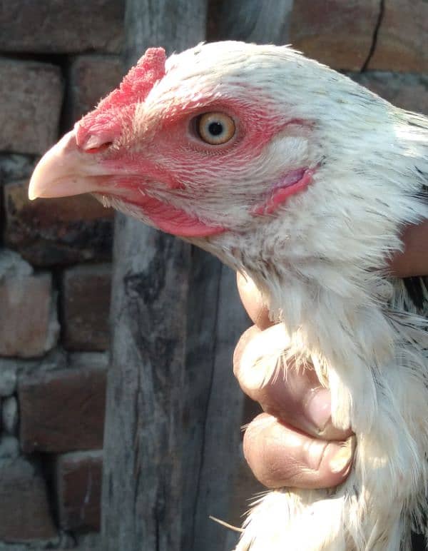 one zero size female hen , breed mianwali hoza 2