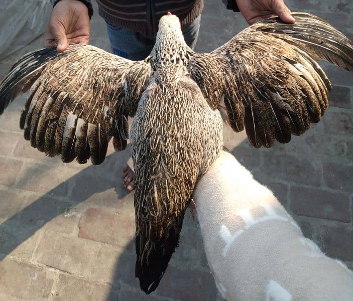 one zero size female hen , breed mianwali hoza 3