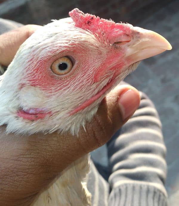 one zero size female hen , breed mianwali hoza 4