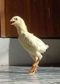 Top Quality White O Shamo Chicks