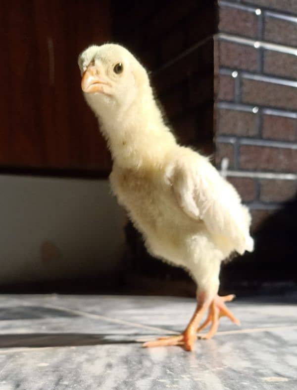 Top Quality White O Shamo Chicks 1