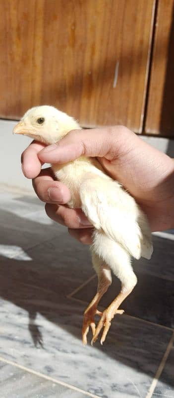 Top Quality White O Shamo Chicks 2