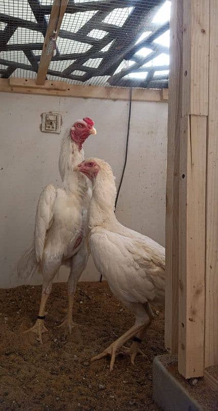 Top Quality White O Shamo Chicks 3