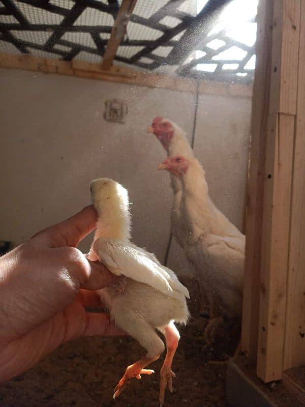 Top Quality White O Shamo Chicks 4