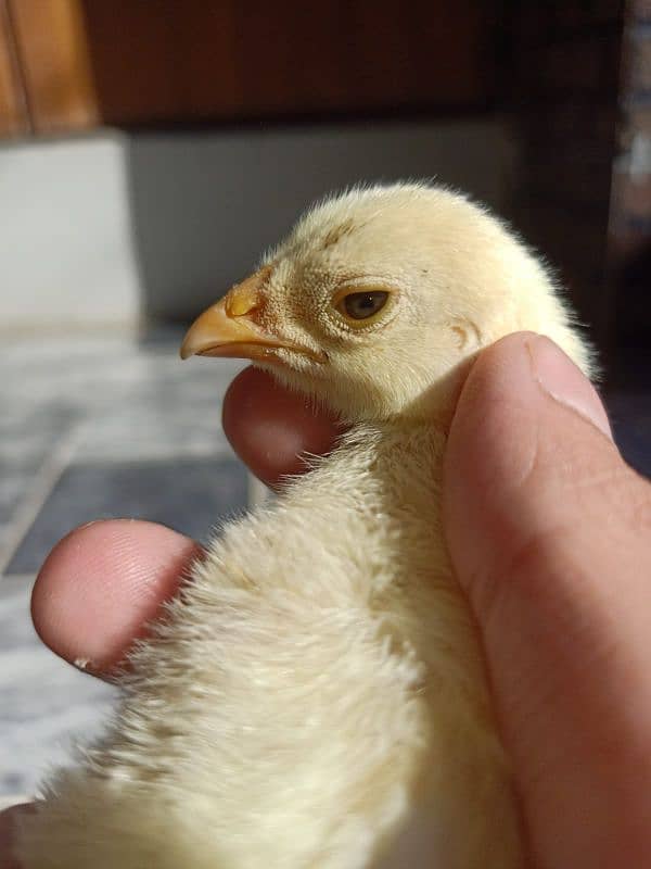 Top Quality White O Shamo Chicks 5