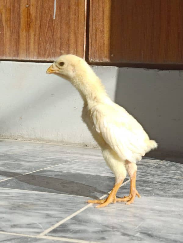 Top Quality White O Shamo Chicks 6