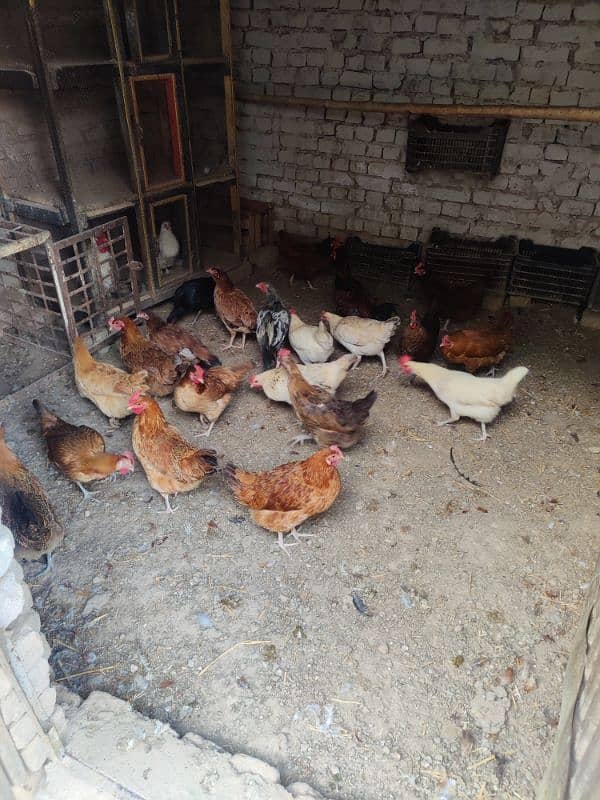 Golden misri hens for sale 0