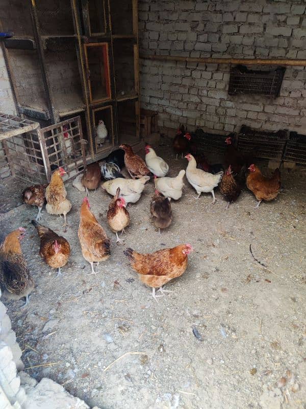 Golden misri hens for sale 1