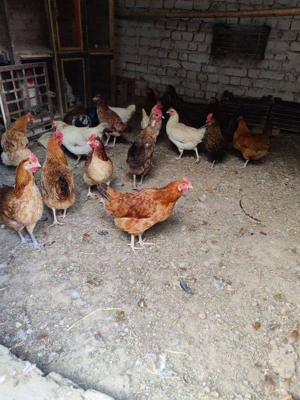 Golden misri hens for sale 2