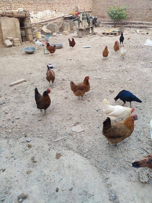 Golden misri hens for sale 3