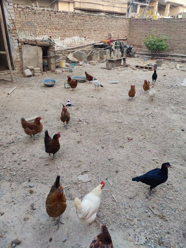 Golden misri hens for sale 4